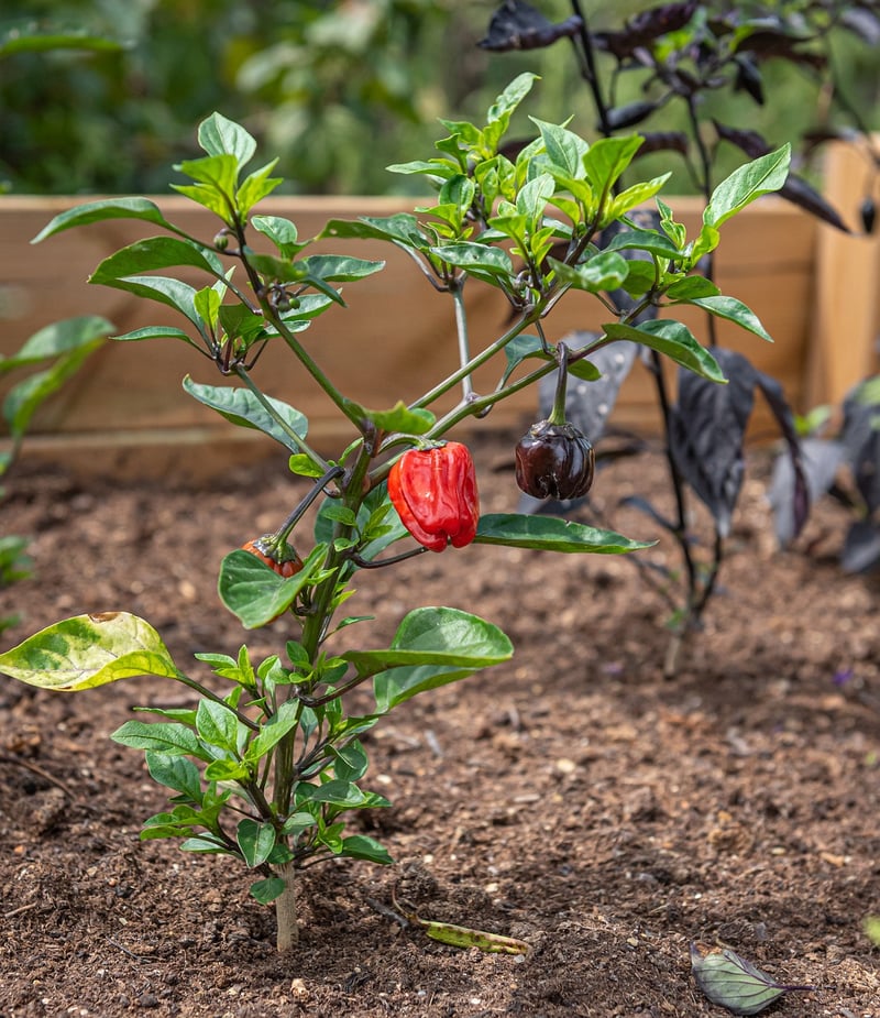 Raised Bed Gardening